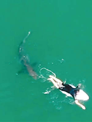 大白鯊被拍得尾隨着威爾金森。