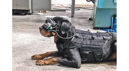 軍犬佩戴AR護目鏡後，有助遠距離執行任務。