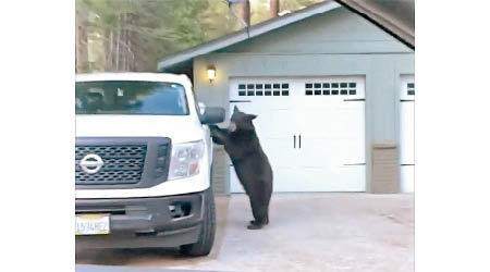 黑熊打開車門（圖）後坐上司機位。