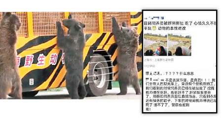 上海野生動物園棕熊（上圖）昨襲擊飼養員，遊客在網上講述慘劇經過（右圖）。