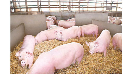 加拿大出現當地首宗人類感染豬流感的個案。