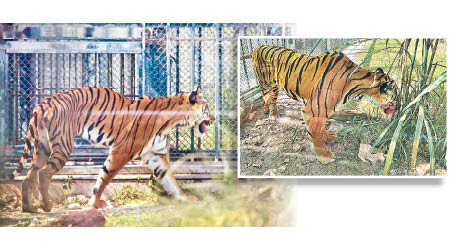 廣州動物園華南虎疑長期捱餓瘦到皮包骨（圖），並不停吃草充飢（右圖）。