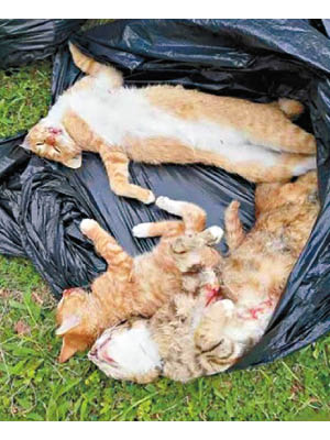 多隻流浪貓慘遭毒殺。