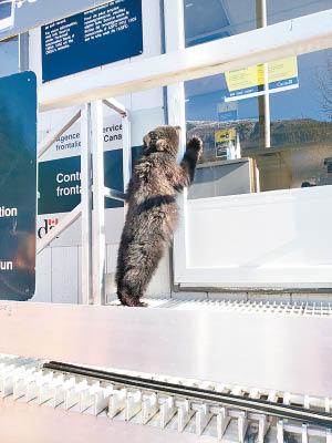 小熊伸掌碰玻璃門邊防人員用食物誘捕。