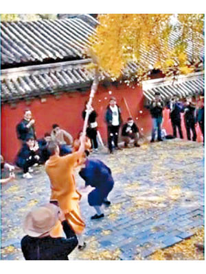武僧為了拍攝效果，用掃帚打落銀杏樹葉。