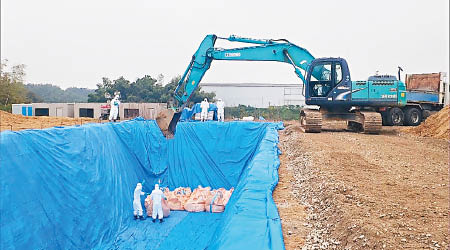 香川縣接連爆發禽流感，需要撲殺大量雞。