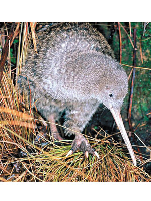 新西蘭國鳥奇異鳥竟落第。