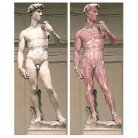 右圖為旺納瑞特‧卡林繪出大衞像（左圖）的肌肉解剖圖。