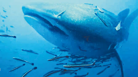 大群鯽魚緊隨鯨鯊。