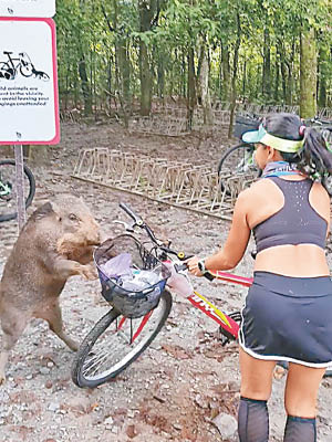 陶若芸用單車擋格野豬。