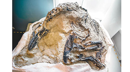 展出的是目前最完整的霸王龍化石。