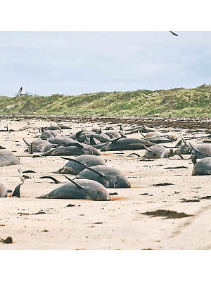 大批鯨豚擱淺海灘。