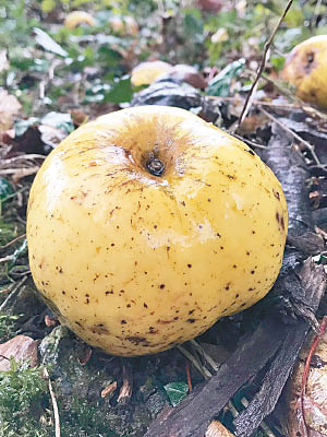 新品種蘋果表面有斑駁花紋。