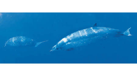 墨西哥西岸發現相信是新品種喙鯨。