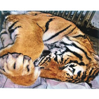 部分老虎被殺害，製成佳餚奉客。