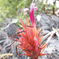 Acanthostachys calcicola（圖）生長於石灰岩中。