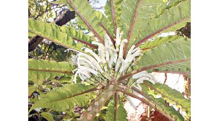 新物種長有白色花朵。