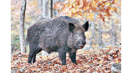 西維珍尼亞州即將迎來野豬狩獵季。