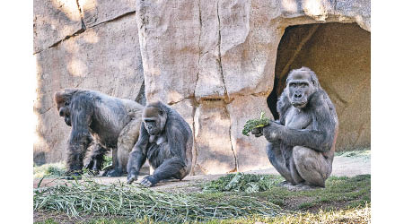 聖迭戈野生動物園飼養多隻猩猩。（美聯社圖片）