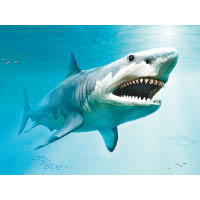 巨牙鯊出生的身長已約兩米。