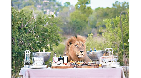 獅子被牛肉吸引在桌邊停留。