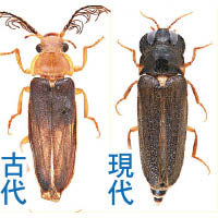 學者在緬甸琥珀發現螢火蟲祖先（左）。