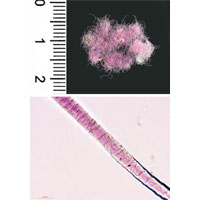 上圖為羊毛纖維上有罕見的紫色染料，下圖為顯微鏡圖像。