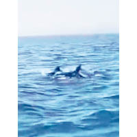 大鵬灣海域出現大批海豚。（電視畫面）