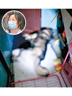 蔡姓女狗主（圓圖）憶述愛犬中毒死亡情況。