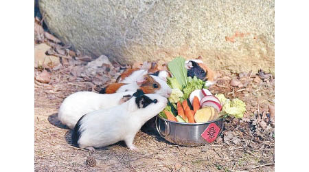 天竺鼠享用春節大餐。