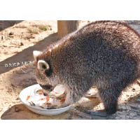 浣熊吃魚吃得津津有味。