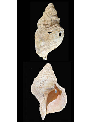 海螺是逾萬年前的史前樂器。（美聯社圖片）