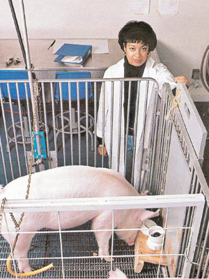 克羅尼（圖）利用食物引誘訓練豬隻用鼻操控搖桿。