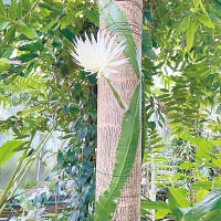 曇花附生在樹上（右圖），直播鏡頭前綻開。