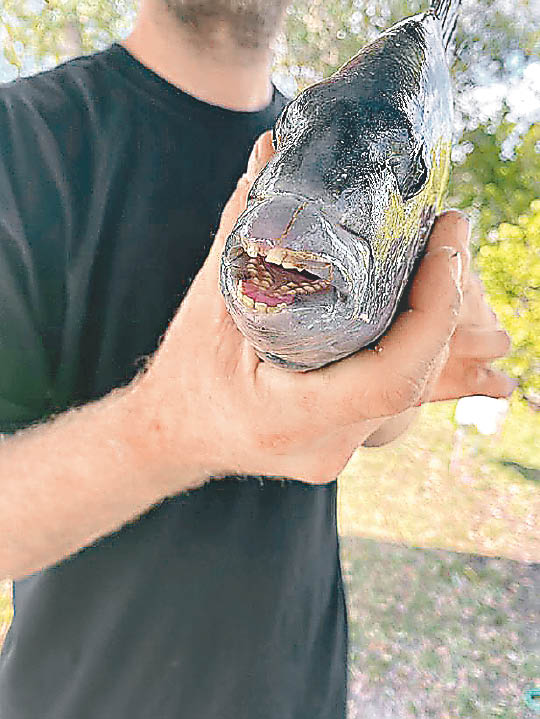 美釣獲罕見羊鯛魚 東方日報