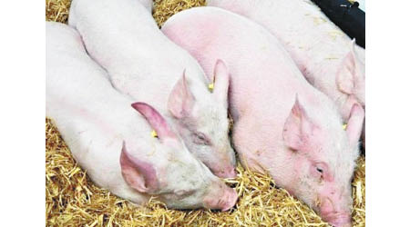 專家指內地非洲豬瘟病毒或出現變種。