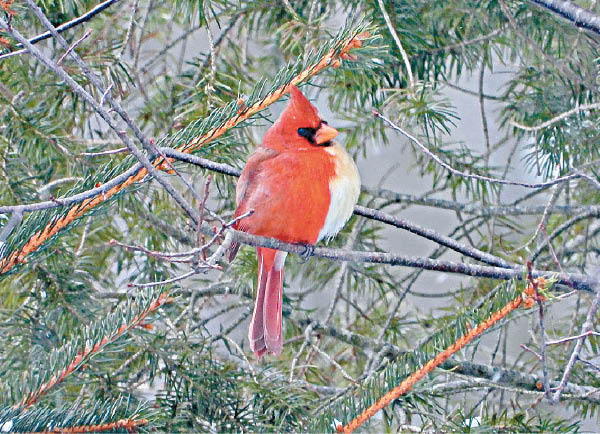 雌雄同體紅衣鳳頭鳥現美 東方日報