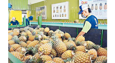 全台菠蘿近日認購量急增。