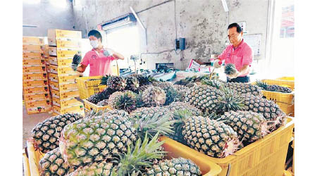 台灣近期致力推銷本土菠蘿。