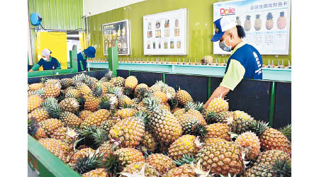 大陸暫停台灣菠蘿進口，當地農民大受影響。