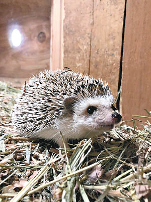 動物園的刺蝟因天氣太冷未能展出。