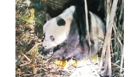 大熊貓被發現時，流鼻涕不止。