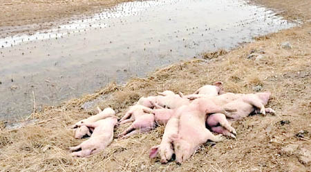 河堤旁驚見大批豬屍。