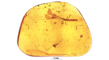 琥珀內發現新品種的大角蝽。