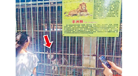 動物園內有雪橇犬（箭嘴示）被拍到關在非洲獅的鐵籠內。