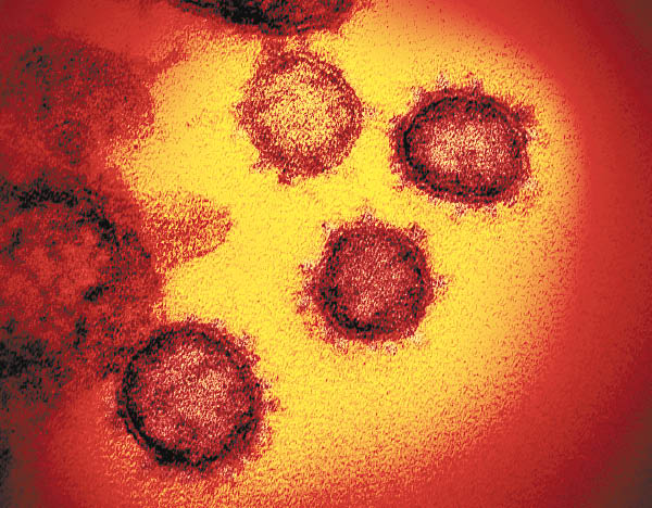 研究：T細胞可殺三變種病株