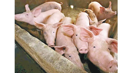 新疆豬隻養殖場再次爆發非洲豬瘟疫情。