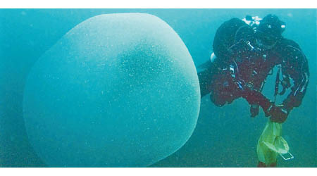 挪威海岸出現半透明的魷魚卵囊。