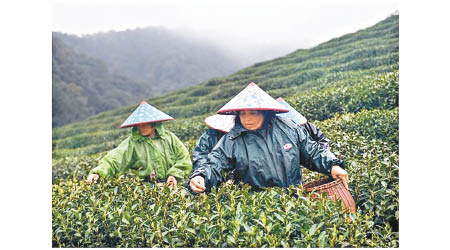 採茶工在田野間採摘西湖龍井。（中新社圖片）