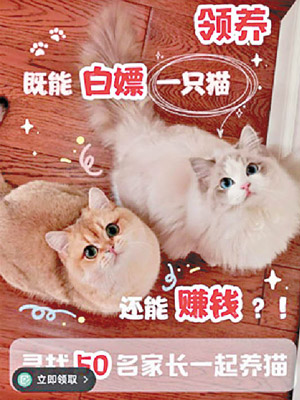 貓咪領養宣傳海報竟標榜「白嫖」。